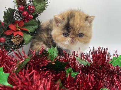 Xmas Kittens Coming Soon - Persian - Gallery Photo #1
