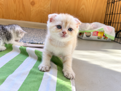 American Bobtail X Scottish - American Bobtail - Gallery Photo #1