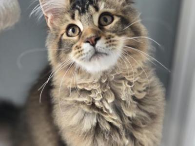Maine Coon Girl - Maine Coon - Gallery Photo #1