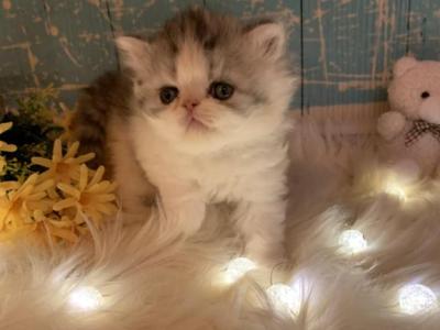 Kyle - Persian - Gallery Photo #1