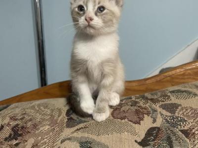 Lady - Siamese - Gallery Photo #1