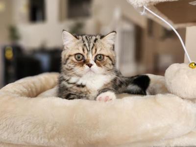 Maylee - Persian - Gallery Photo #1