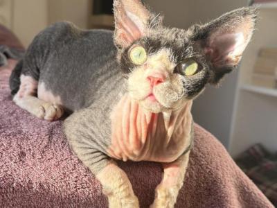 Nixon - Cornish Rex - Gallery Photo #1