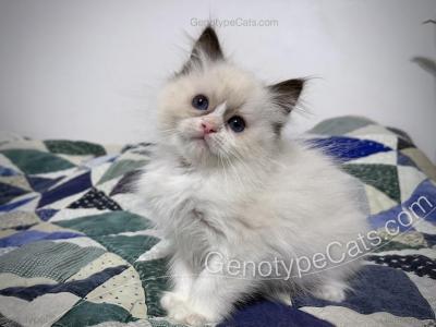 Milly - Ragdoll - Gallery Photo #1