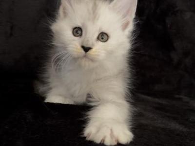 Male Everest - Maine Coon - Gallery Photo #1