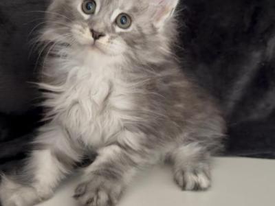 Boy Eleo - Maine Coon - Gallery Photo #1