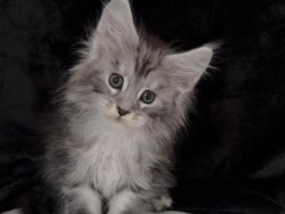 Eleo - Maine Coon - Gallery Photo #1