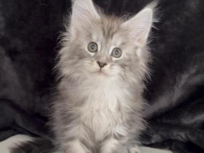 Eleo Boy - Maine Coon - Gallery Photo #1