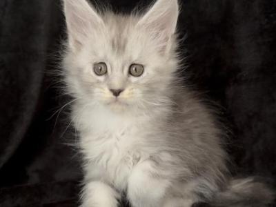 Girl Enigma - Maine Coon - Gallery Photo #1