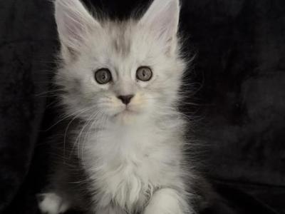 Enigma - Maine Coon - Gallery Photo #1