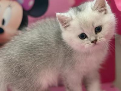 Karl - British Shorthair - Gallery Photo #1