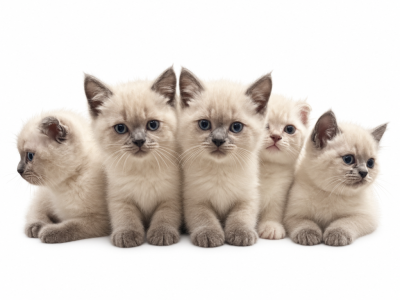Casper Lily Jax Daisy Lu - Scottish Fold - Gallery Photo #1