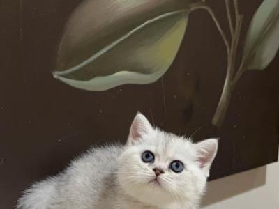 Stefani - British Shorthair - Gallery Photo #1