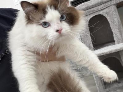 Ragdoll Cat Male - Ragdoll - Gallery Photo #1