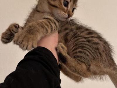 Juliettee - Bengal - Gallery Photo #1