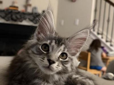 Tabby Polydactyl Male - Maine Coon - Gallery Photo #1