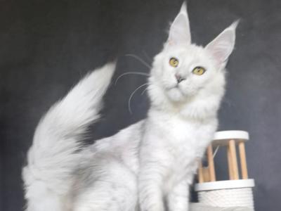 Ulina - Maine Coon - Gallery Photo #1