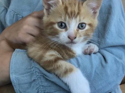 Halloween Kittens - Domestic - Gallery Photo #1