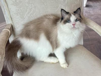 Ragdoll Seal Point Young Adult Female - Ragdoll - Gallery Photo #1