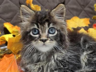Hazel - Maine Coon - Gallery Photo #1
