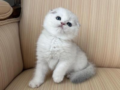 Scottish Fold Silver Chinchilla Male - Scottish Fold - Gallery Photo #1