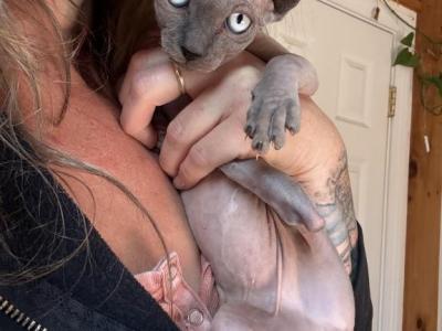 Blue Girl - Sphynx - Gallery Photo #1