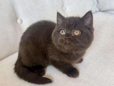 British Shorthair Chocolate Male - British Shorthair - Gallery Photo #1