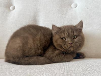 British Shorthair Cinnamon Chocolate Male - British Shorthair - Gallery Photo #1