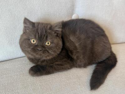 British Shorthair Chocolate Young Female - British Shorthair - Gallery Photo #1