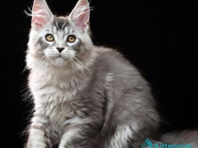 Delicious - Maine Coon - Gallery Photo #1