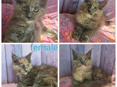 Female Blue Tortie Smoke - Maine Coon - Gallery Photo #1