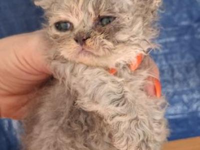 Tica Selkirk Rex Kittens - Selkirk Rex - Gallery Photo #1