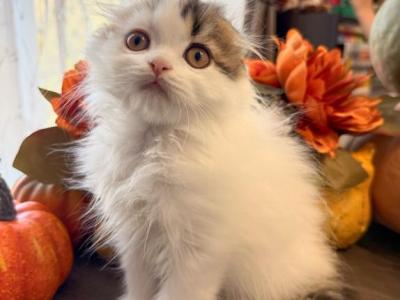 Pumpkin - Scottish Fold - Gallery Photo #1