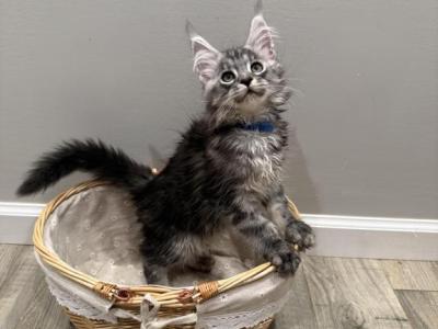 Maine Coon - Maine Coon - Gallery Photo #1