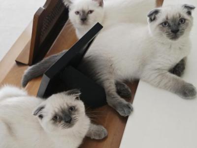 Scottish Fold And Straight Russian Blue Kittens - Scottish Fold - Gallery Photo #1