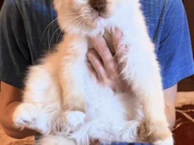 Choco Point Girl - Ragdoll - Gallery Photo #1