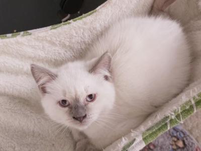 Lilac Point Scottish Straight Russian Blue Male - Scottish Straight - Gallery Photo #1