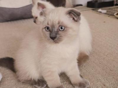 Color Point Scottish Fold Russian Blue Male - Scottish Fold - Gallery Photo #1