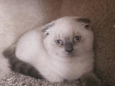 Color Point Scottish Fold Russian Blue Female - Scottish Fold - Gallery Photo #1