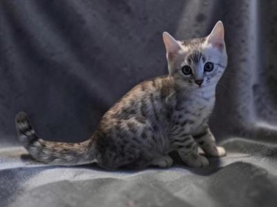 Silver Spotted Male Bengal - Bengal - Gallery Photo #1