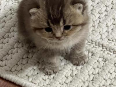 Mia - British Shorthair - Gallery Photo #1