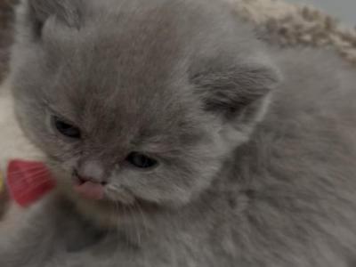 Puffy - British Shorthair - Gallery Photo #1