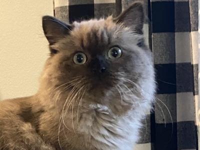 Tinkerbelle - Ragamuffin - Gallery Photo #1