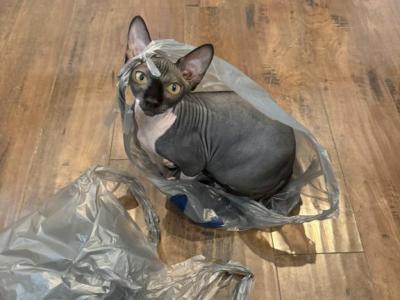 Building An Empire - Sphynx - Gallery Photo #1
