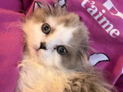 Sweetest Love - Scottish Fold - Gallery Photo #1