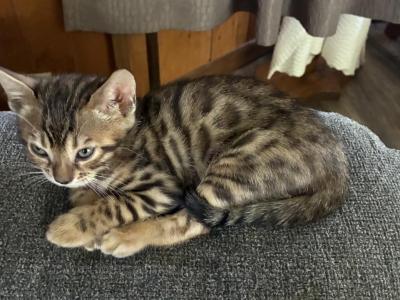 Lizzy Bengal Babies - Bengal - Gallery Photo #1