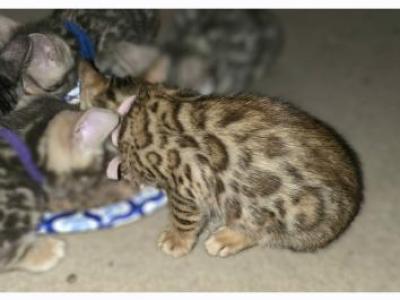 Willing To Transport Bengal Kittens - Bengal - Gallery Photo #1