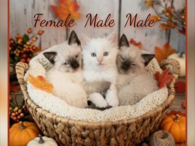 Beautiful Purebred Ragdoll Kittens - Ragdoll - Gallery Photo #1