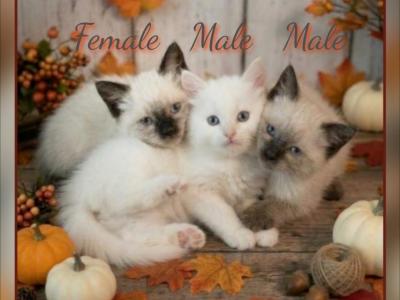 Ragdolls Male And Female - Ragdoll - Gallery Photo #1