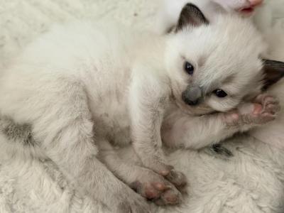 Blue Eyed Ragdoll Balinese Kittens - Ragdoll - Gallery Photo #1